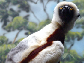 Фото Coquerel's sifaka