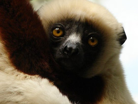 Фото Coquerel's sifaka