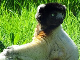 Фото Crowned Sifaka