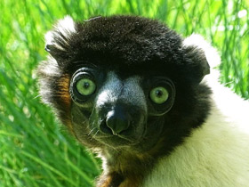 Фото Crowned Sifaka