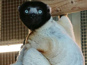 Фото Crowned Sifaka