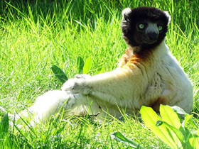 Фото Crowned Sifaka