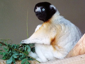 Фото Crowned Sifaka