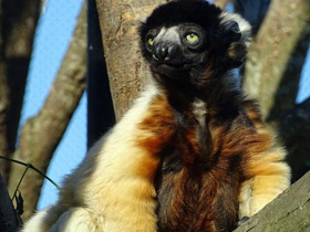 Фото Crowned Sifaka