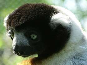 Фото Crowned Sifaka