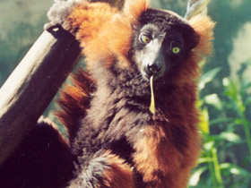 Фото Red ruffed lemur