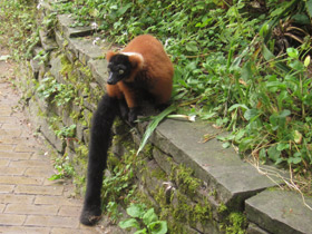 Фото Red ruffed lemur