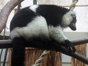 Фото Black-and-white ruffed lemur
