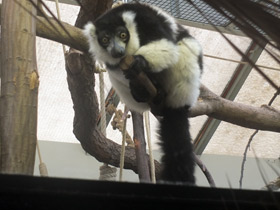 Фото Black-and-white ruffed lemur