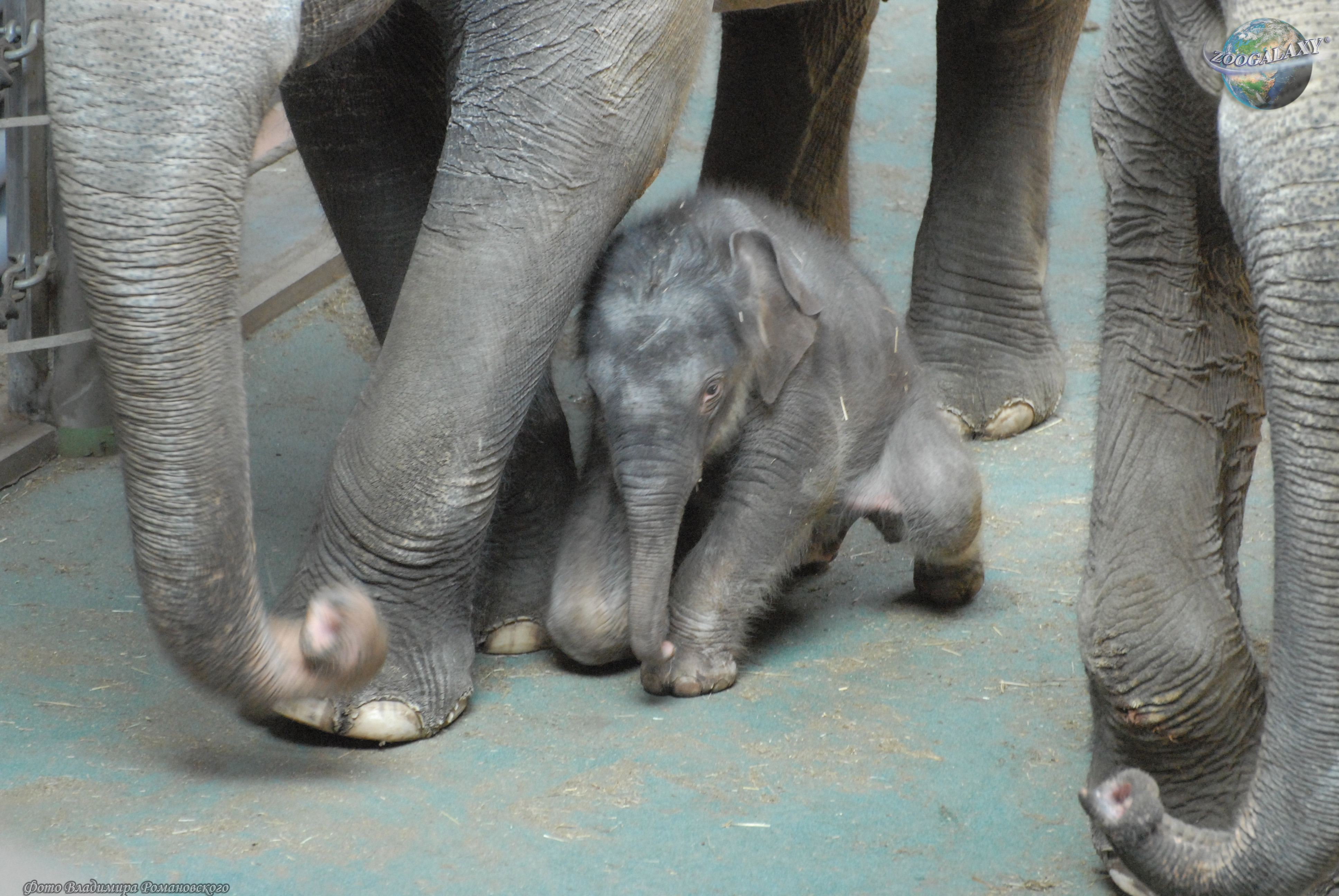 8 слоников. Новорожденный индийский Слоник. Азиатский волосатый слон. Азиатский слон интересные факты. Карликовый Слоник.