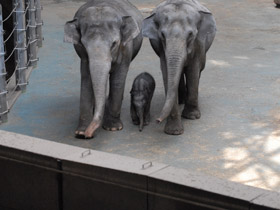 Фото Asian elephant