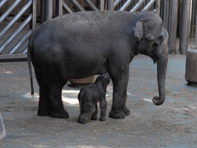 Фото Asian elephant