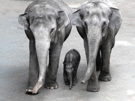 Фото Индийский слон