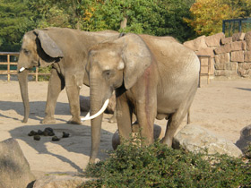 Фото Elefante africano de sabana