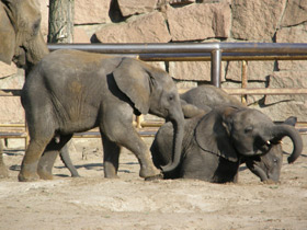 Фото Elefante africano de sabana