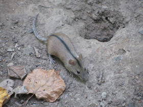 Фото Striped field mouse