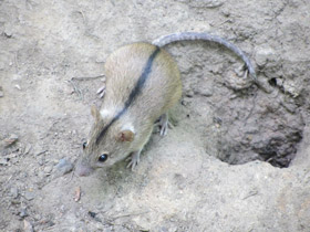 Фото Striped field mouse