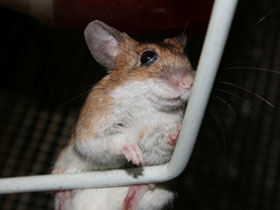 Фото Yellow-necked mouse