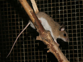 Фото Yellow-necked mouse