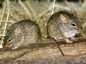 Фото Neumann's grass rat