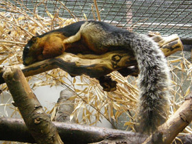 Фото Prevost's Squirrel