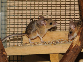 Фото Mouse-like hamster