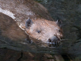 Фото Eurasian beaver