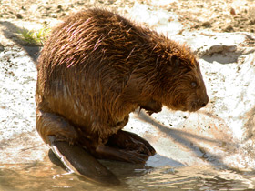 Фото Eurasian beaver