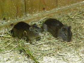 Фото Montane guinea pig