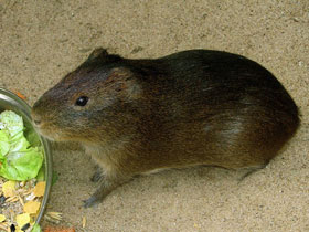 Фото Greater guinea pig