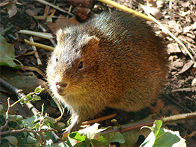 Фото Greater guinea pig