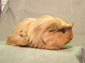 Фото Domestic guinea pig
