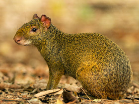 Фото Red-rumped agouti
