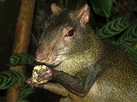 Фото Red-rumped agouti