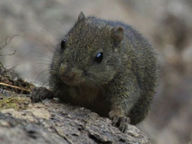 Фото Orange-bellied Himalayan Squrrel