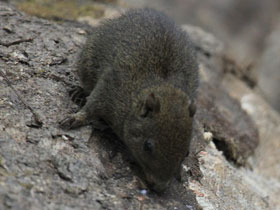 Фото Orange-bellied Himalayan Squrrel