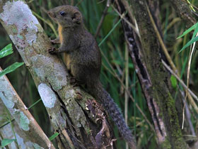 Фото Orange-bellied Himalayan Squrrel