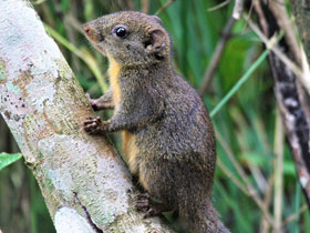 Фото Orange-bellied Himalayan Squrrel