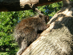 Фото North American porcupine