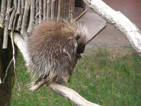 Фото North American porcupine
