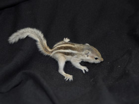 Фото Five-striped palm squirrel