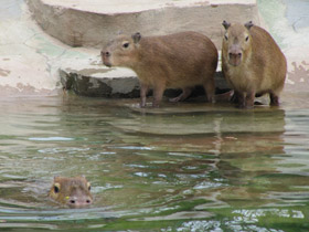 Фото Capybara