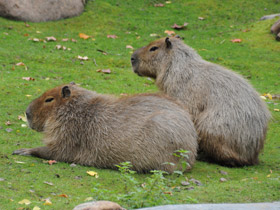 Фото Capybara