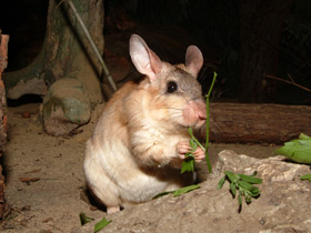 Фото Malagasy giant rat