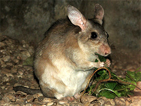 Фото Malagasy giant rat