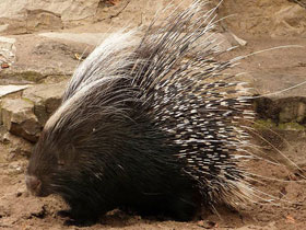 Фото Cape porcupine