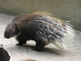 Фото Indian crested porcupine