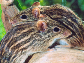 Фото Typical striped grass mouse
