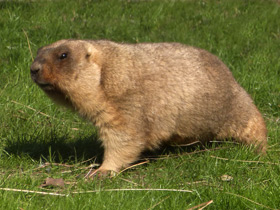 Фото Steppe marmot