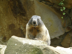 Фото Alpine marmot